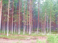 Карельский лес.
